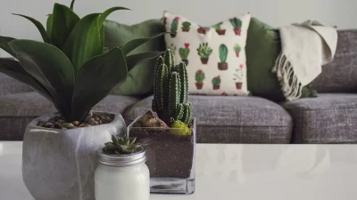 Βοηθάει στο άσθμα ωστόσο μπορεί να σκοτώσει παιδιά και ζώα - Το φυτό που μπορεί ήδη να έχεις στο σπίτι