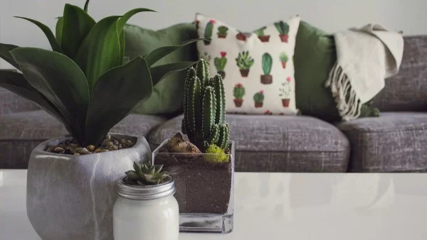 Βοηθάει στο άσθμα ωστόσο μπορεί να σκοτώσει παιδιά και ζώα - Το φυτό που μπορεί ήδη να έχεις στο σπίτι