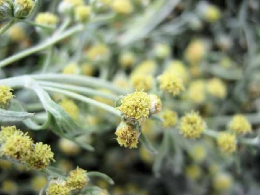 Το φυτό που καταπολεμά την κατάθλιψη