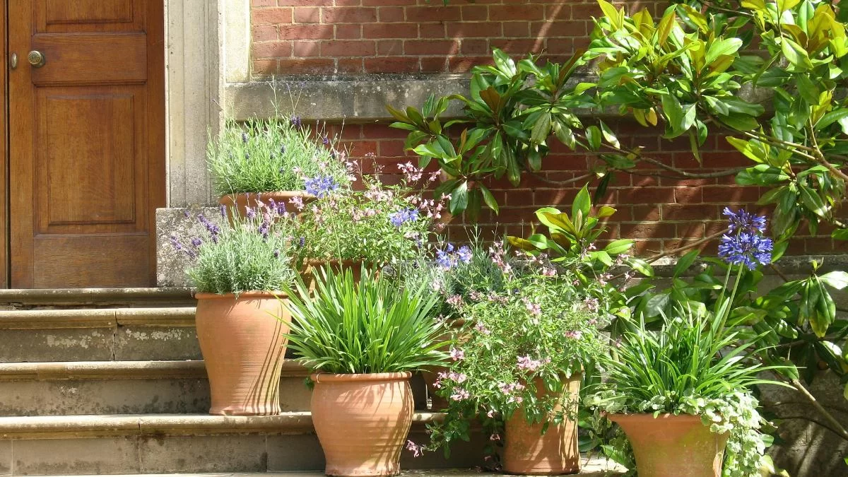 Μεγάλη προσοχή: Μην κλαδεύσεις ποτέ το αγαπημένο σου φυτό όταν βρέχει ή έχει καύσωνα γιατί κινδυνεύει να...