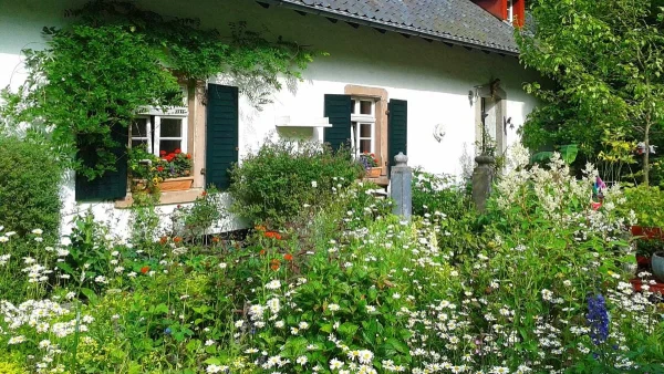 Προκαλεί απώλεια μαλλιών, αιμορραγικές διαταραχές και νεφρική βλάβη αν... - Το φυτό που δεν πρέπει να έχεις σπίτι σου