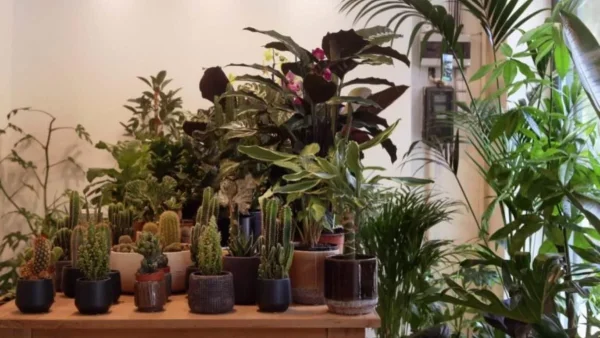 Βάλε αυτό το φυτό στο μπαλκόνι σου - Θα σε σώσει από ένα τεράστιο πρόβλημα