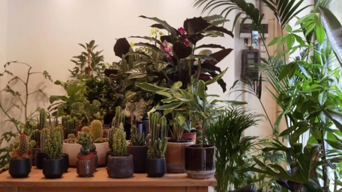 Βάλε αυτό το φυτό στο μπαλκόνι σου - Θα σε σώσει από ένα τεράστιο πρόβλημα