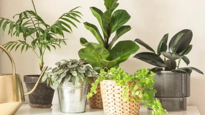 Επειδή σίγουρα θα το έχεις στο σπίτι σου, πέταξε το άμεσα - Το φυτό που φέρνει μαυρίλα στη ζωή σου