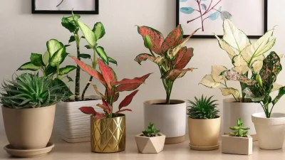 Θα σου φύγει όλο το άγχος αν έχεις αυτά τα φυτά στο σπίτι σου - Ανάμεσά τους και η βαλεριάνα