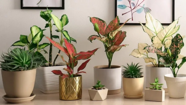 Θα σου φύγει όλο το άγχος αν έχεις αυτά τα φυτά στο σπίτι σου - Ανάμεσά τους και η βαλεριάνα