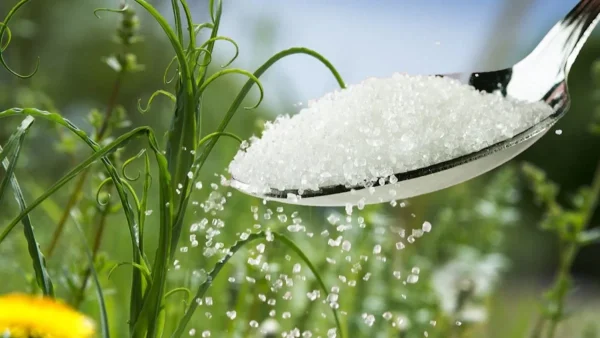 Πασπάλισε στα φυτά σου μια χούφτα ζάχαρη - Θα δεις μέσα σε λίγες μέρες να...