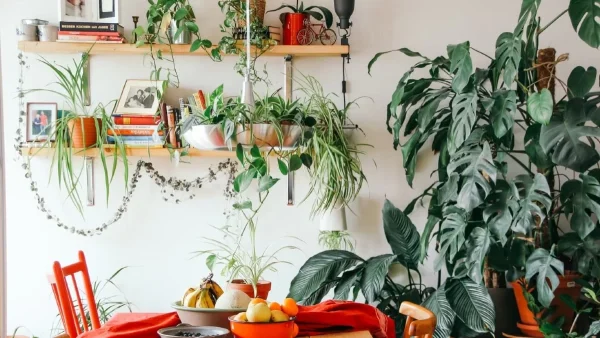 Διώχνει την γλωσσοφαγιά και το κακό μάτι - Το φυτό που πρέπει να έχεις σπίτι σου