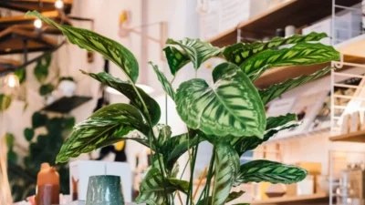 "Εξαφανίζει" την κατάθλιψη το συγκεκριμένο αυτό φυτό - Το βρίσκεις σε λίγα μόνο μέρη