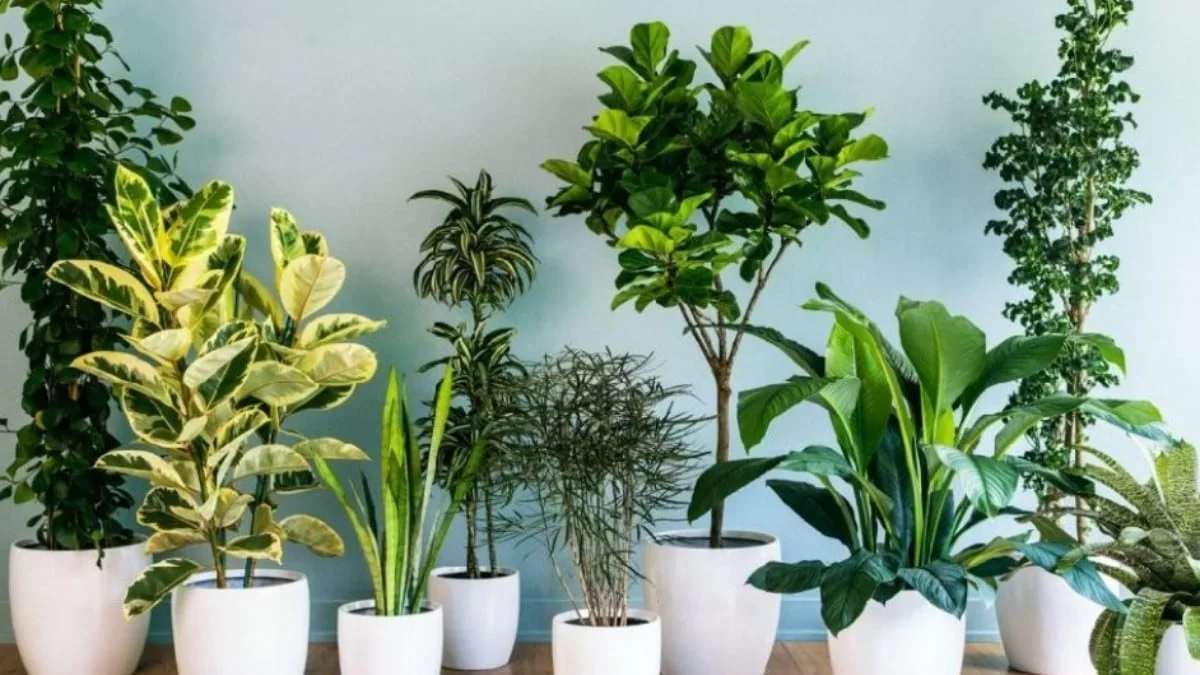 Θα σου χαμογελάσει η τύχη αν βάλεις αυτό το φυτό στο σπίτι σου - Φέρνει μέχρι και ευημερία στα ερωτικά