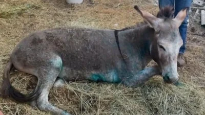 Τεράστια θλίψη - Οδηγούν σε ευθανασία το γαϊδουράκι που υπέστη κακοποίηση στα Ιωάννινα