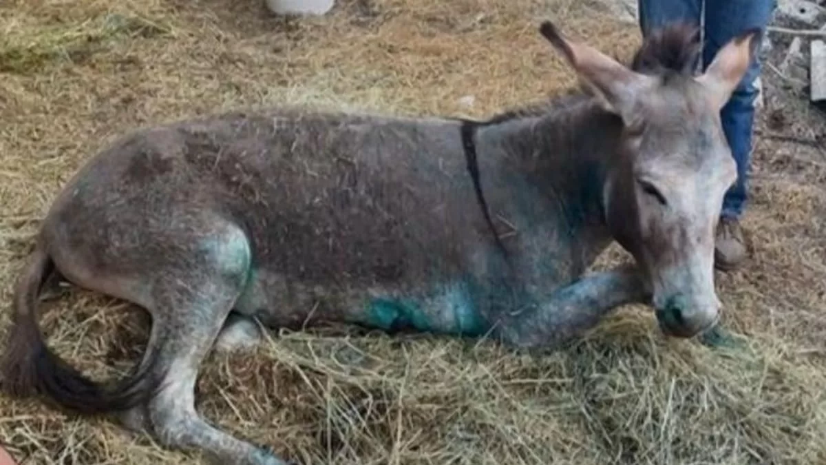 Τεράστια θλίψη - Οδηγούν σε ευθανασία το γαϊδουράκι που υπέστη κακοποίηση στα Ιωάννινα