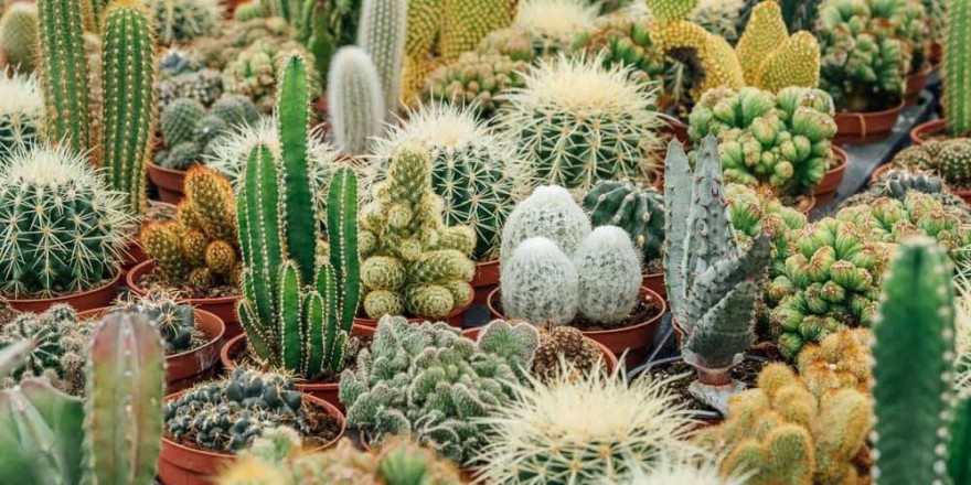  Το φυτό που φέρνει κακοτυχία και αρνητική ενέργεια