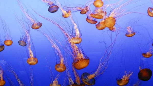 Συναγερμός: Γέμισε η Χαλκίδα από μέδουσες - Πού πρέπει να προσέχετε