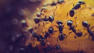 Ξεφορτώσου τα μυρμήγκια μέσα σε 3 μέρες χρησιμοποιώντας λεμόνι - Το μυστικό που θα "σώσει" το σπίτι σου