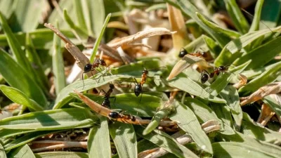 Για να τα εξολοθρεύσετε στο πι & φι: 5 τρόποι για να προστατέψετε τα φυτά σας από τα μυρμήγκια