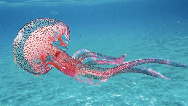 Μεγάλη προσοχή: Οι πιο επικίνδυνες παραλίες με μωβ μέδουσες για την πρώτη εβδομάδα του Αυγούστου