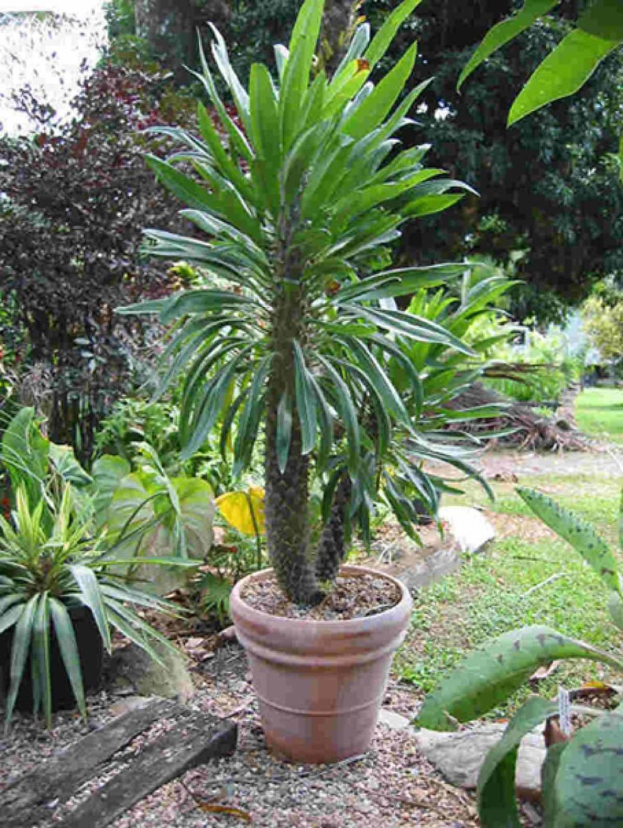 Πικροδάφνη