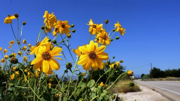 Καλοκαιρινός ο καιρός σήμερα 25/9 - Αρκετή ηλιοφάνεια και ζέστη