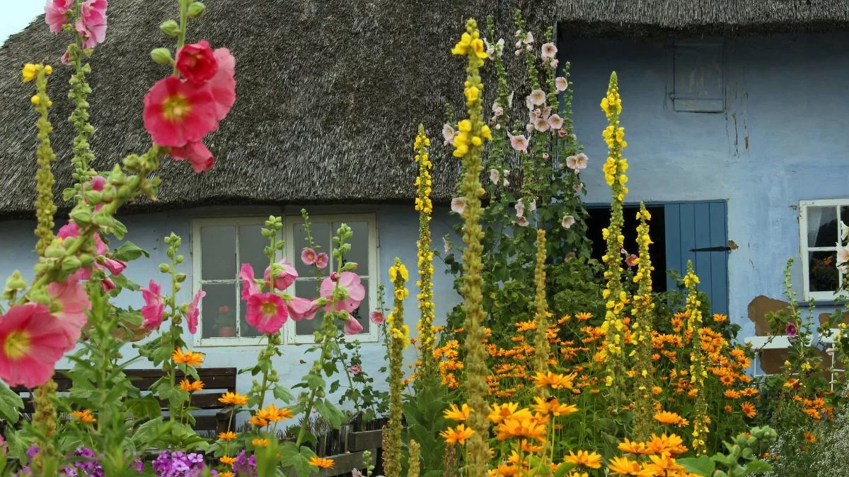 Το φυτό που πρέπει να φυτέψεις στην αυλή σου - Λειτουργεί σαν φυσικό botox εξαφανίζοντας τις ρυτίδες