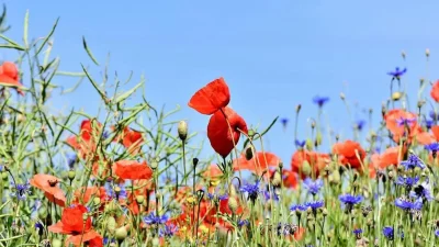 Ρίξε λίγο σκόρδο στα φυτά σου - Θα δεις να συμβαίνει το απίστευτο