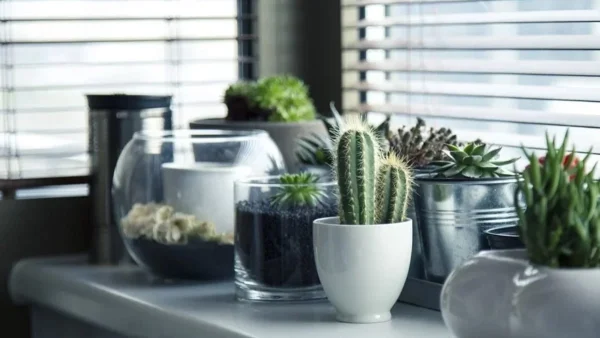 Πολλά τα οφέλη που θα δεις αν ρίξεις κανέλα στα φυτά σου - Μέσα σε λίγες μέρες θα...