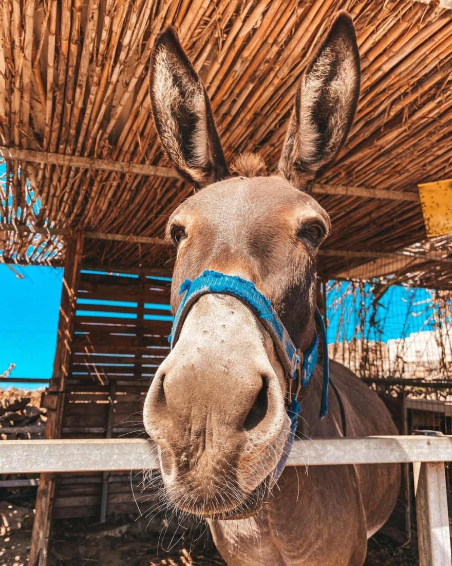 Η ανάρτηση της Εριέττας Κούρκουλου για την κακοποίηση γαϊδουριού στη Ζίτσα