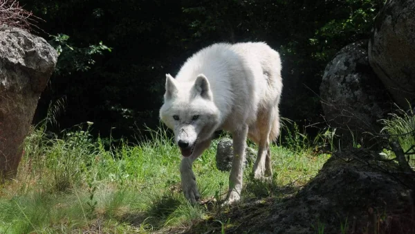 Απίστευτο περιστατικό στη Νέα Χαλκηδώνα με λύκο