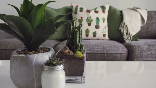 Συντηρούνται εύκολα και είναι οικονομικά - Τα 3 πιο πολυσυζητημένα φυτά που θα βρεις στα περισσότερα σπίτια