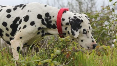 Ξεριζώσετε τα αμέσως από τον κήπο σας - Τα 3 φυτά που προκαλούν ακόμη και θάνατο στους σκύλους