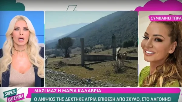 «Είναι πρησμένο, έχει αρκετά...» - Ο ανιψιός της Μαρίας Καλάβρια δέχθηκε άγρια επίθεση από σκύλο