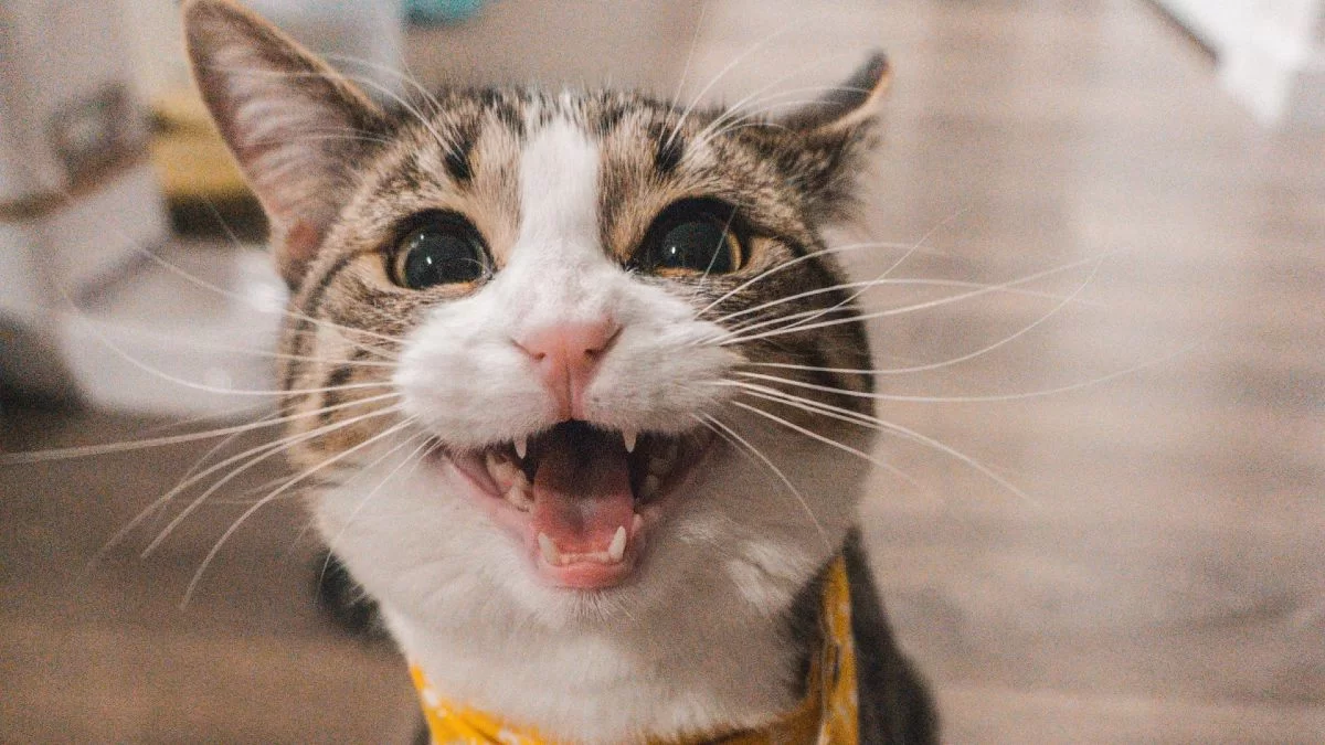 Το γνώριζες; Τι σημαίνει αν δεις στον ύπνο σου γάτα!