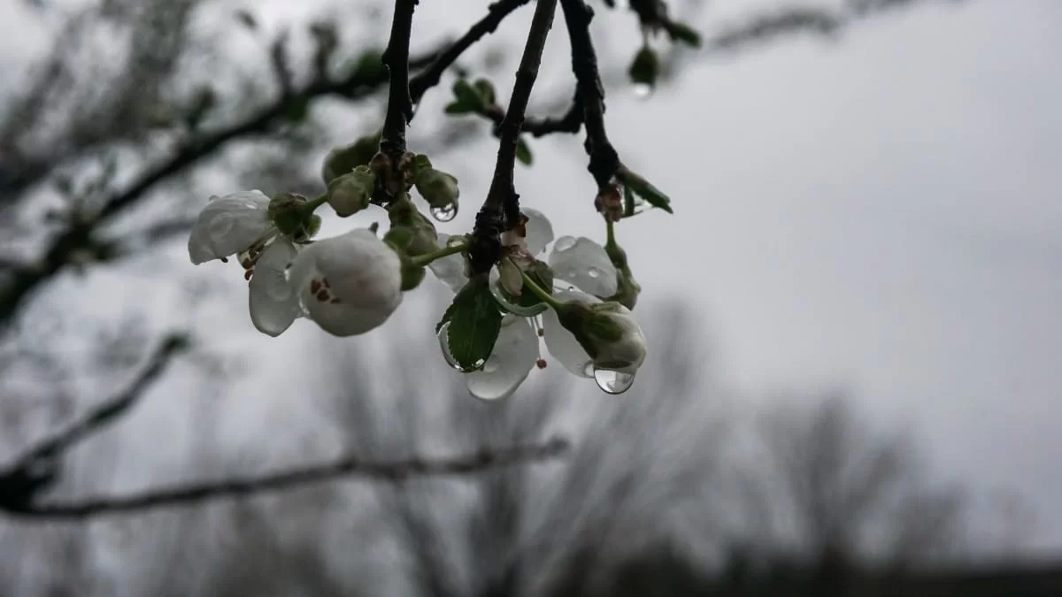 Ο καιρός σήμερα Παρασκευή 17/3 - Βροχές, καταιγίδες και χιόνια