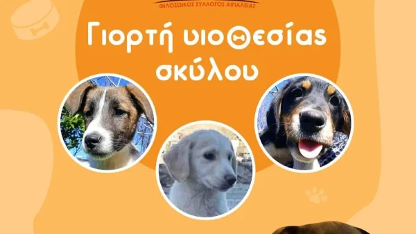 Γιορτή υιοθεσίας σκύλου: Που και πότε θα πραγματοποιηθεί