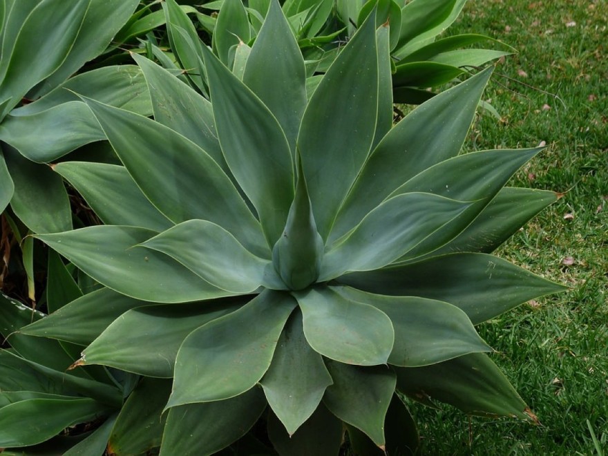 Agave