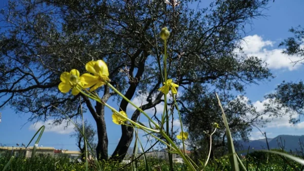 Αίθριος ο καιρός σήμερα 21/4 με το θερμόμετρο να δείχνει 23 βαθμούς - Που θα βρέξει;