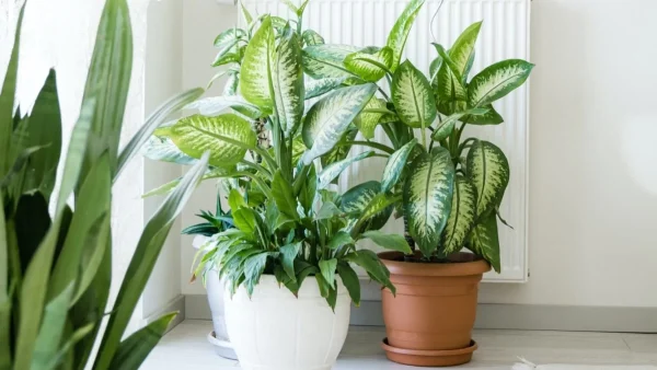 Προκαλεί τοξική δηλητηρίαση, διάρροια και θάνατο - Κρυφός κίνδυνος για εσάς και τα παιδιά αυτό το φυτό εσωτερικού χώρου