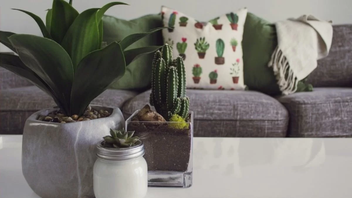 Το ένα απορροφά όλη τη καλή ενέργεια και το άλλο φέρνει νεύρα - Τα 5+1 φυτά που το Feng Shui απαγορεύει ρητά να έχεις μέσα στο σπίτι