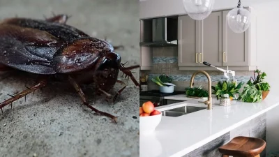 Κατσαρίδες στην κουζίνα: Σε αυτό το αντικείμενο που χρησιμοποιείτε καθημερινά ενδέχεται να βρίσκεται η εστία τους!