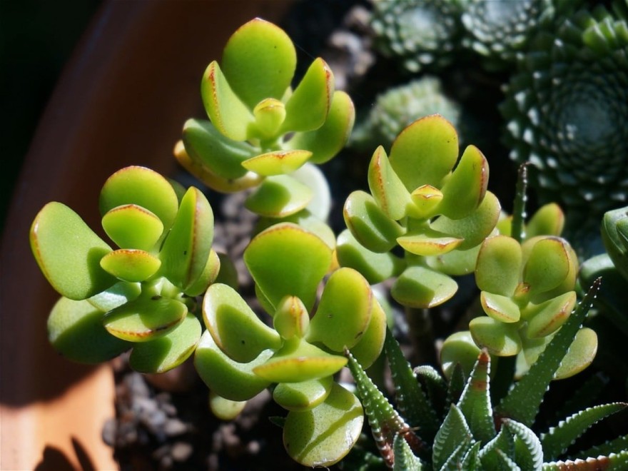 Κράσουλα φυτό