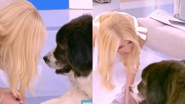 «Να με κοιτάξεις, έστω και άγρια» - Η επική ατάκα της Φαίης Σκορδά για το σκύλο που εισέβαλε στο πλατό της