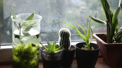 Αν το βάλεις στο λάθος σημείο "κάηκες" - Αυτό το φυτό μπορεί να σου απογειώσει την ερωτική ζωή