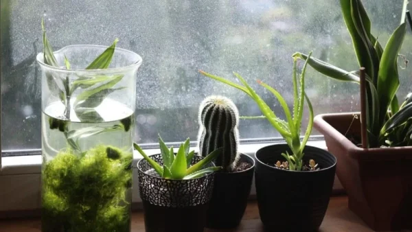 Αν το βάλεις στο λάθος σημείο "κάηκες" - Αυτό το φυτό μπορεί να σου απογειώσει την ερωτική ζωή