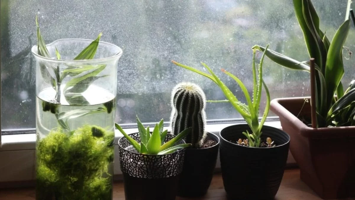 Αν το βάλεις στο λάθος σημείο "κάηκες" - Αυτό το φυτό μπορεί να σου απογειώσει την ερωτική ζωή