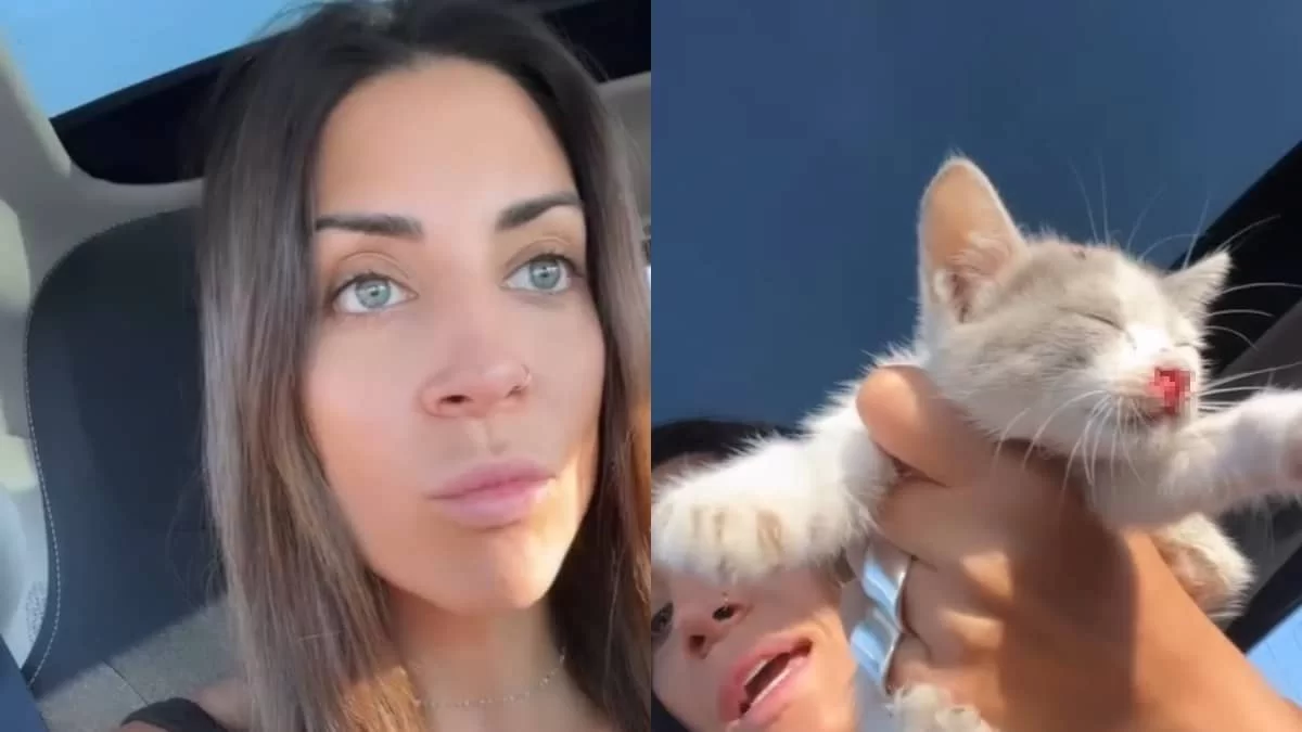 Φελίσια Τσαλαπάτη: «Ήταν σαν νεκρός» - Έσωσε χτυπημένο γατάκι που βρήκε στο δρόμο