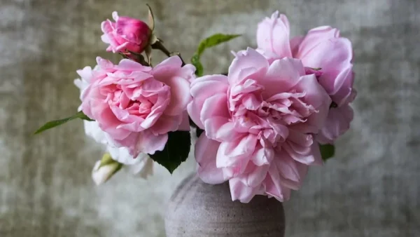 Θεραπεύει το άσθμα αλλά μπορεί να σκοτώσει παιδιά και κατοικίδια - Το φυτό που μπορεί να έχεις στο σπίτι σου και να μην το ξέρεις