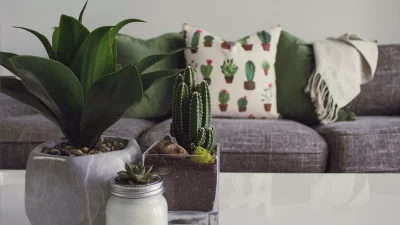 Όσο κι αν δεν του φαίνεται: Αυτό είναι το φυτό που φέρνει τύχη και χρήμα στο σπίτι