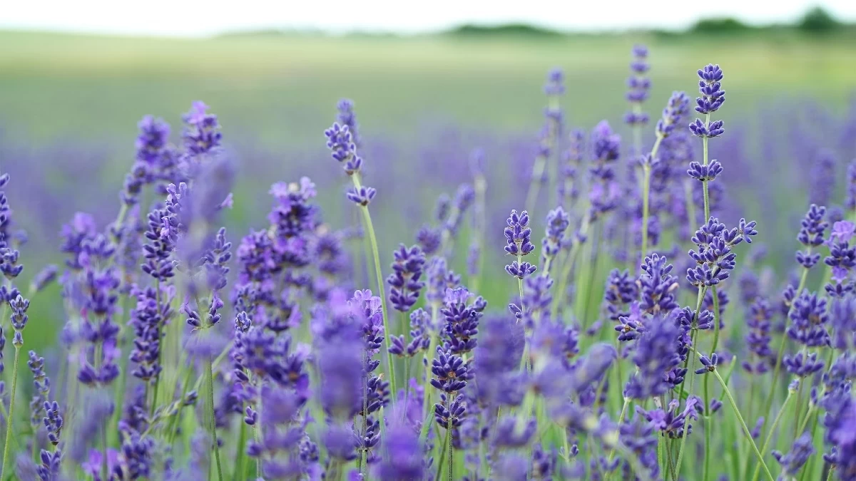 Μπορεί να προκαλέσει εσωτερική αιμορραγία - Ένα μικρό κομμάτι από αυτό το φυτό αρκεί για να σκοτώσει άνθρωπο