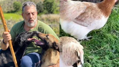 Κανονικός αγρότης ο Κούλλης Νικολάου - Το κοτέτσι του ηθοποιού και η παραγωγή αβγών από τις κότες του