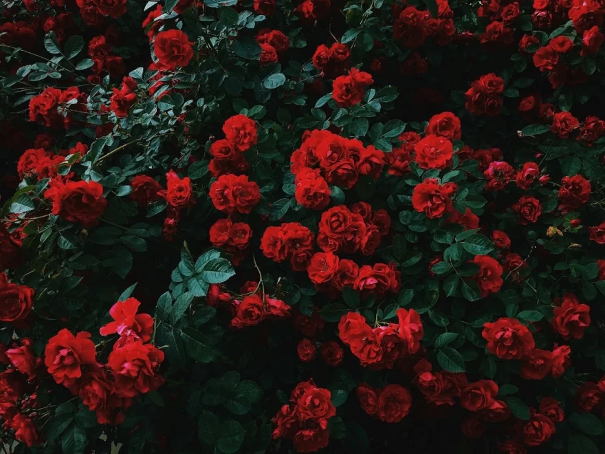 φυτά για χειμώνα